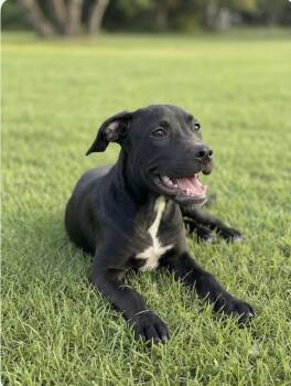 Sunny -  American Staffordshire Terrier Dog for Adoption in San Antonio, Texas - Sunny | PetCurious