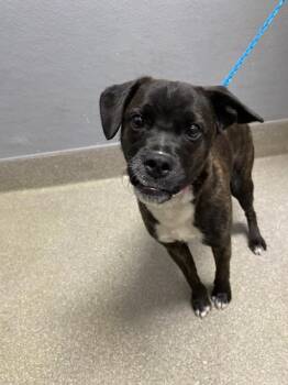 Pug and Mixed Breed Dogs Available for Adoption in Las Vegas, Nevada - PANDA | PetCurious