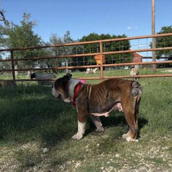 English Bulldog Dogs Available for Adoption in Austin, Texas - Hershel | PetCurious