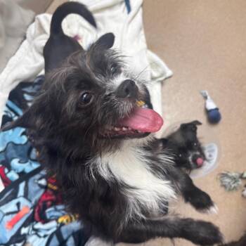 Su -  Shih Tzu and Mixed Breed Dog for Adoption in Corpus Christi, Texas - Su | PetCurious
