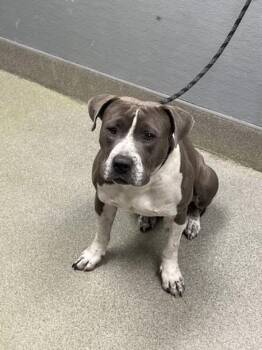 Pit Bull Terrier Dogs Available for Adoption in Las Vegas, Nevada - TOM HANK | PetCurious