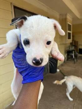 LUCY LOUD -  Mixed Breed Dog for Adoption in Dallas, Texas - LUCY LOUD | PetCurious