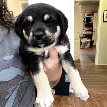 Shepherd Dogs Available for Adoption in Fayetteville, Arkansas - Sprout | PetCurious