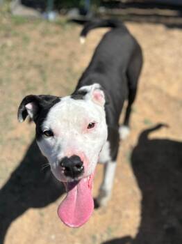 American Bulldog Dogs Available for Adoption in St. Catharines, Ontario - Marshall | PetCurious