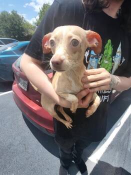 ANJELICA -  Chihuahua Dog for Adoption in San Antonio, Texas - ANJELICA | PetCurious
