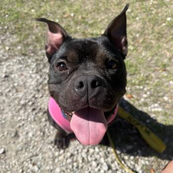 Mixed Breed Dogs Available for Adoption - Agnes | PetCurious