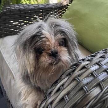 Ethel -  Shih Tzu Dog for Adoption in Richmond, Virginia - Ethel | PetCurious