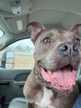 Trix -  Pit Bull Terrier Dog Available for Adoption in Sapulpa, Oklahoma - Trix | PetCurious