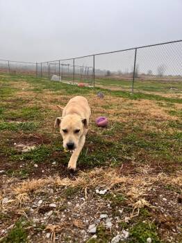 Pit Bull Terrier Dogs Available for Adoption in Hopkinsville, Kentucky - Patrick | PetCurious