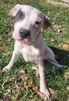 Rescue Mixed Breed Dogs for Adoption in Sullivan, Indiana - Gabe | PetCurious