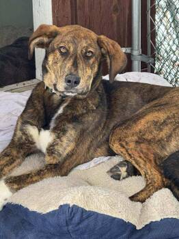 Rescue Hound Dogs for Adoption in Washingtonville, New York - Cassie | PetCurious