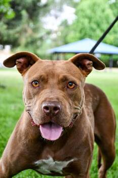 Koia -  Pit Bull Terrier and Fox Terrier Dog for Adoption in Yakima, Washington - Koia | PetCurious