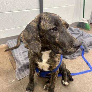 Dipper -  Hound Dog for Adoption in Chattanooga, Tennessee - Dipper | PetCurious