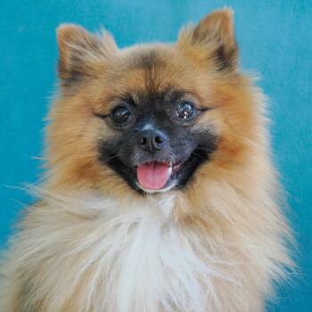 Pomeranian and Mixed Breed Dogs Available for Adoption in Richmond, California - TEDDY | PetCurious