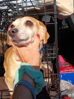 Harley -  Dachshund and Chihuahua Dog for Adoption in Middletown, Connecticut - Harley | PetCurious