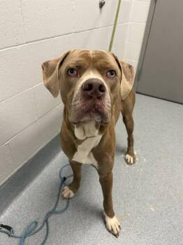 KOBA -  Mastiff Dog for Adoption in Indianapolis, Indiana - KOBA | PetCurious