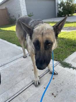 A660495 -  German Shepherd Dog Dog for Adoption in Houston, Texas - A660495 | PetCurious