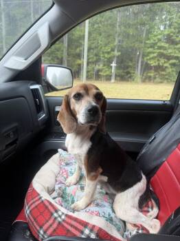Quinnley -  Beagle Dog for Adoption in Raleigh, North Carolina - Quinnley | PetCurious