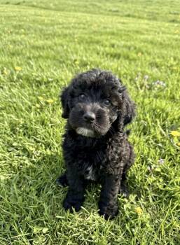 Goldendoodle and Labradoodle Dogs Available for Adoption in Iron Ridge, Wisconsin - Gatsby | PetCurious