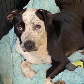 Rescue Australian Cattle Dog Blue Heeler and Mixed Breed Dogs for Adoption in Tunica, Mississippi - Lucy | PetCurious