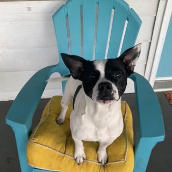 Boston Terrier Dogs Available for Adoption - Rooster | PetCurious