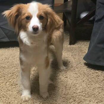 Australian Shepherd and Cavalier King Charles Spaniel Dogs Available for Adoption in Waterloo, Iowa - Tiki - Taking Applications | PetCurious