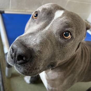 72267 -  Pit Bull Terrier Dog for Adoption in Harrisonburg, Virginia - 72267 | PetCurious