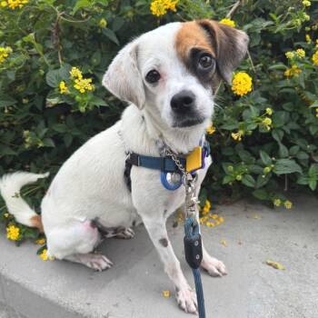 Wildfire -  Mixed Breed Dog for Adoption in San Francisco, California - Wildfire | PetCurious