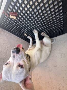 Pit Bull Terrier and Mixed Breed Dogs Available for Adoption - STITCH | PetCurious