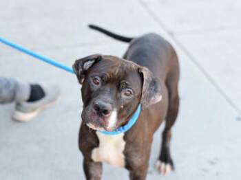 Rice Cake -  Mixed Breed Dog for Adoption - Rice Cake | PetCurious