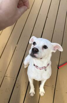 Rescue American Staffordshire Terrier Dogs for Adoption in Blacksburg, Virginia - Coco | PetCurious