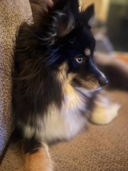 Pomeranian and Husky Dogs Available for Adoption - Nori | PetCurious
