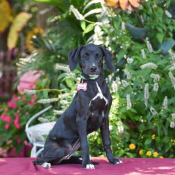 Pickle -  Labrador Retriever Dog for Adoption in Wake Forest, North Carolina - Pickle | PetCurious