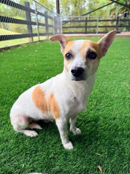 Mixed Breed Dogs Available for Adoption in New York, New York - Rosie | PetCurious