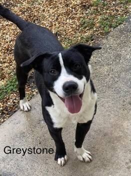 Mixed Breed Dogs Available for Adoption - GREYSTONE | PetCurious
