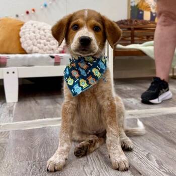 Soldier Boy the Certified Good Boy -  Australian Cattle Dog Blue Heeler and Great Pyrenees Dog for Adoption in Friendswood, Texas - Soldier Boy The Certified Good Boy | PetCurious