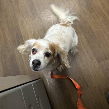 Cocker Spaniel Dogs Available for Adoption in League City, Texas - Candy | PetCurious