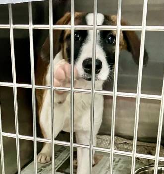 Raisin -  Mixed Breed Dog for Adoption in Parma, Ohio - Raisin | PetCurious