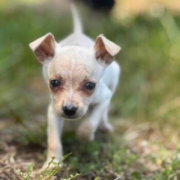 Chihuahua Dogs Available for Adoption in Huntsville, Alabama - Amelia Barks | PetCurious