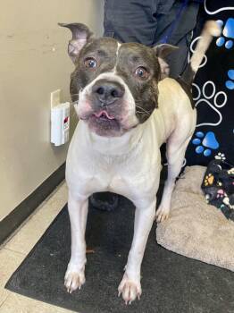 Pit Bull Terrier Dogs Available for Adoption in Washington Court House, Ohio - Arnie | PetCurious