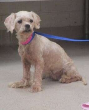 Tiny(323) -  Spaniel Dog for Adoption in Marietta, Georgia - Tiny(323) | PetCurious
