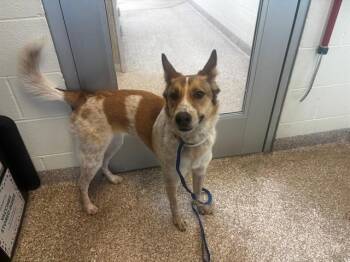 German Shepherd Dog and Australian Cattle Dog Blue Heeler Dogs Available for Adoption in Pueblo, Colorado - CHILE | PetCurious