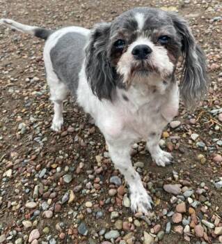 Shih Tzu Dogs Available for Adoption - Mickie | PetCurious