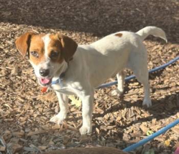 Rescue Mixed Breed Dogs for Adoption in Chamblee, Georgia - Kalb | PetCurious