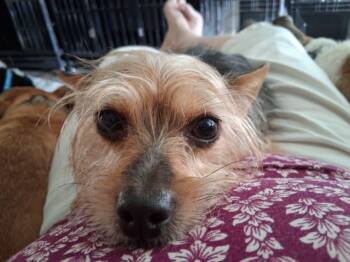 Courtesy Post - Korina bonded pair with Kassie -  Yorkshire Terrier Dog for Adoption in VERNON ROCKVL, Connecticut - Courtesy Post - Korina Bonded Pair With Kassie | PetCurious
