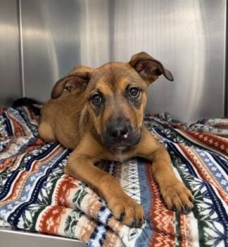 Magenta -  Terrier Dog for Adoption in Gulfport, Mississippi - Magenta | PetCurious