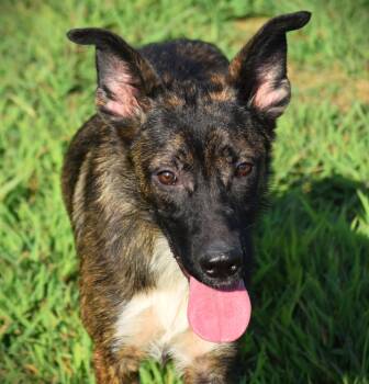 Rescue Shepherd Dogs for Adoption in Rockport, Indiana - Bean-Athletic | PetCurious