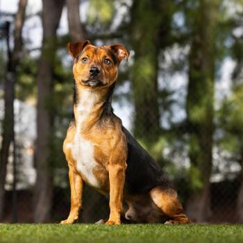 Rover -  Hound and Mixed Breed Dog for Adoption in Jupiter, Florida - Rover | PetCurious