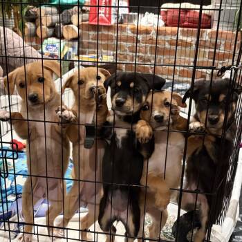 Mixed Breed Dogs Available for Adoption - Lucy | PetCurious