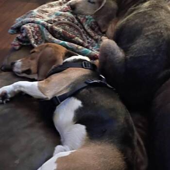 Beagle Dogs Available for Adoption in Normal, Illinois - Boomer | PetCurious